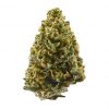 Northern Lights