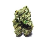 og_shark og_shark