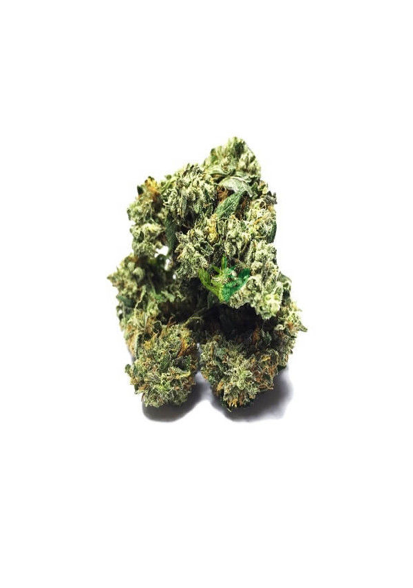 og_shark og_shark
