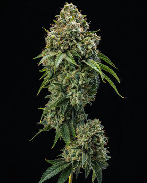 Copy of Budmail,Weed Dispensaries in Canada: Ganja Express