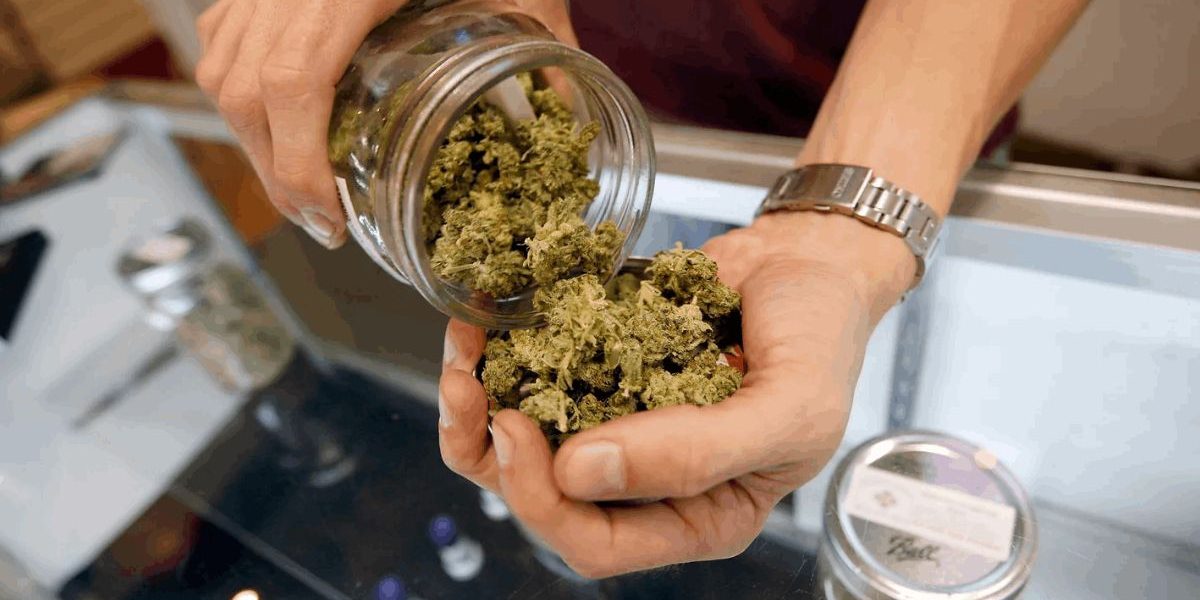 Copy of BMWO: Ganja Express, Cannawholesalers,for Cheap Weed