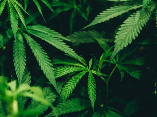 Best Deals  Cannabis: Live Resin, and More