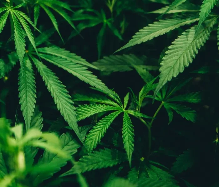 Best Deals  Cannabis: Live Resin, and More