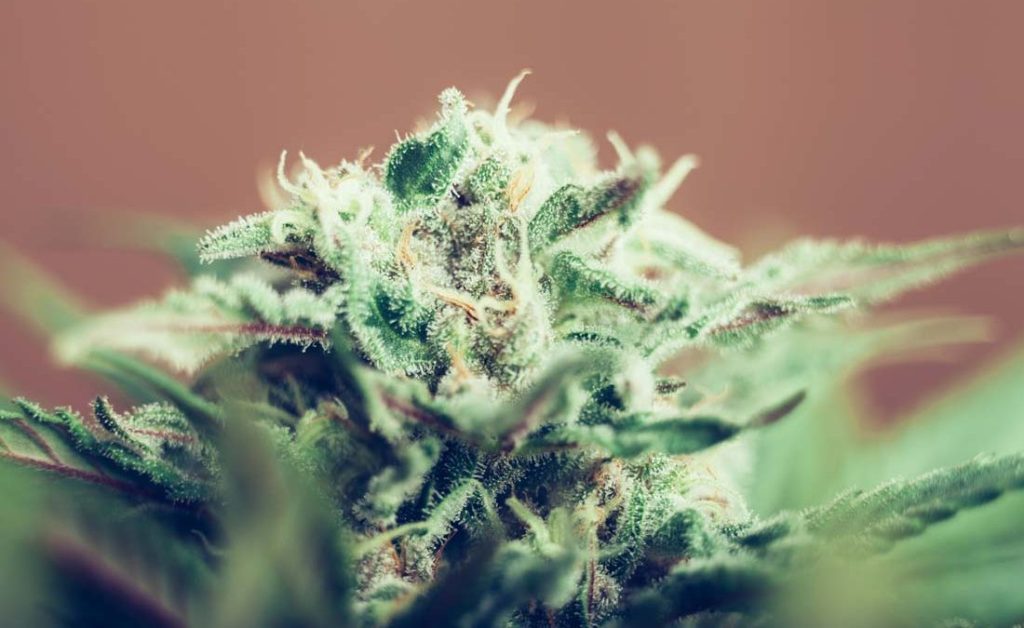 find a local dispensary