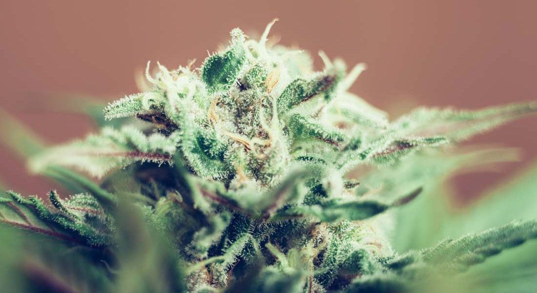 Copy of Finding the Best Weed Dispensaries: Your Guide to Herb Approach Reviews