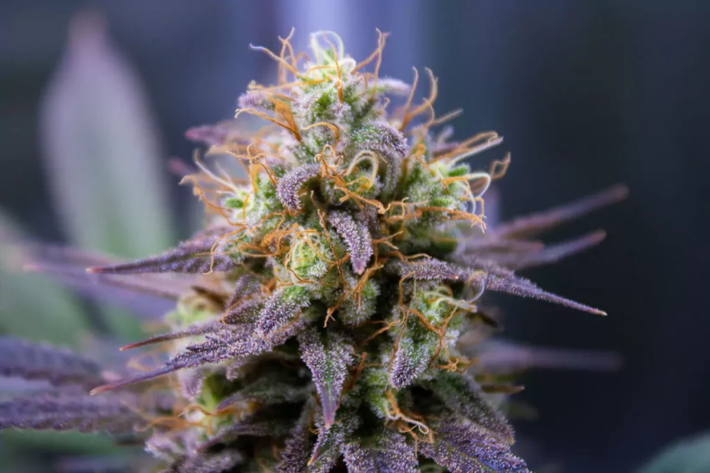 Terra Cannabis
