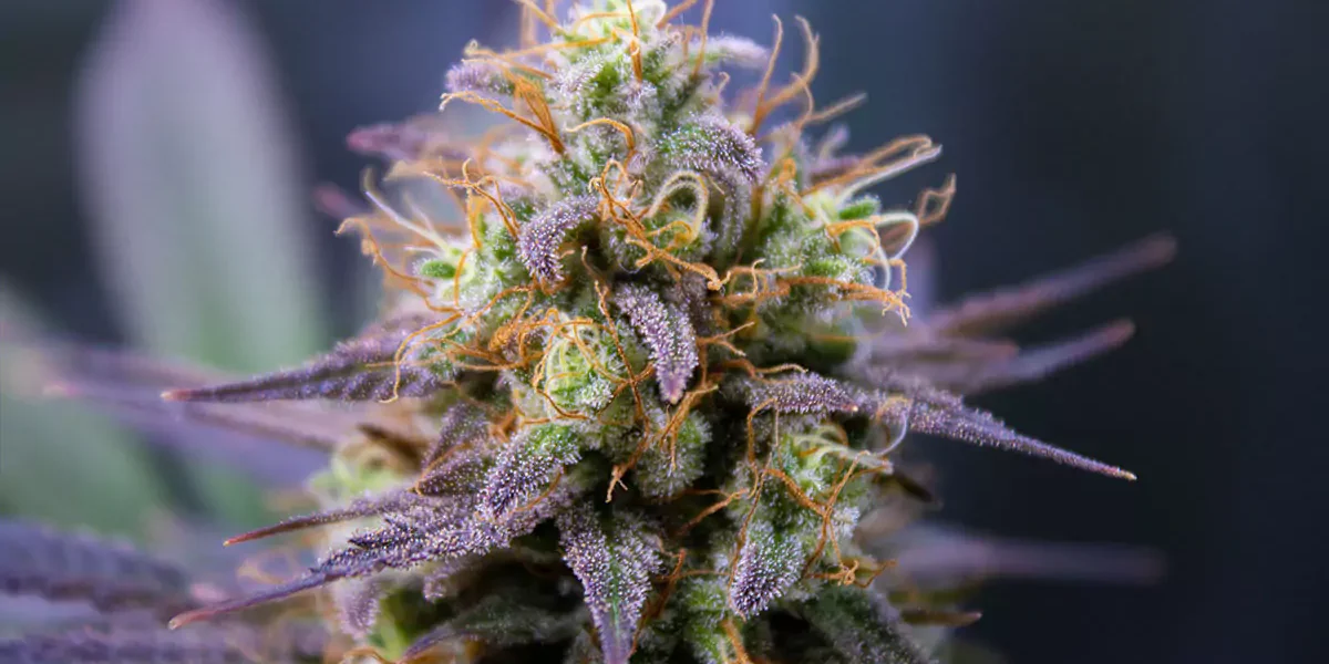 Terra Cannabis: Premium Weed & Dispensary Products