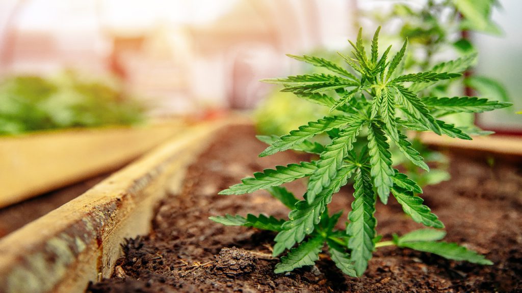 Vancouver weed dispensaries news