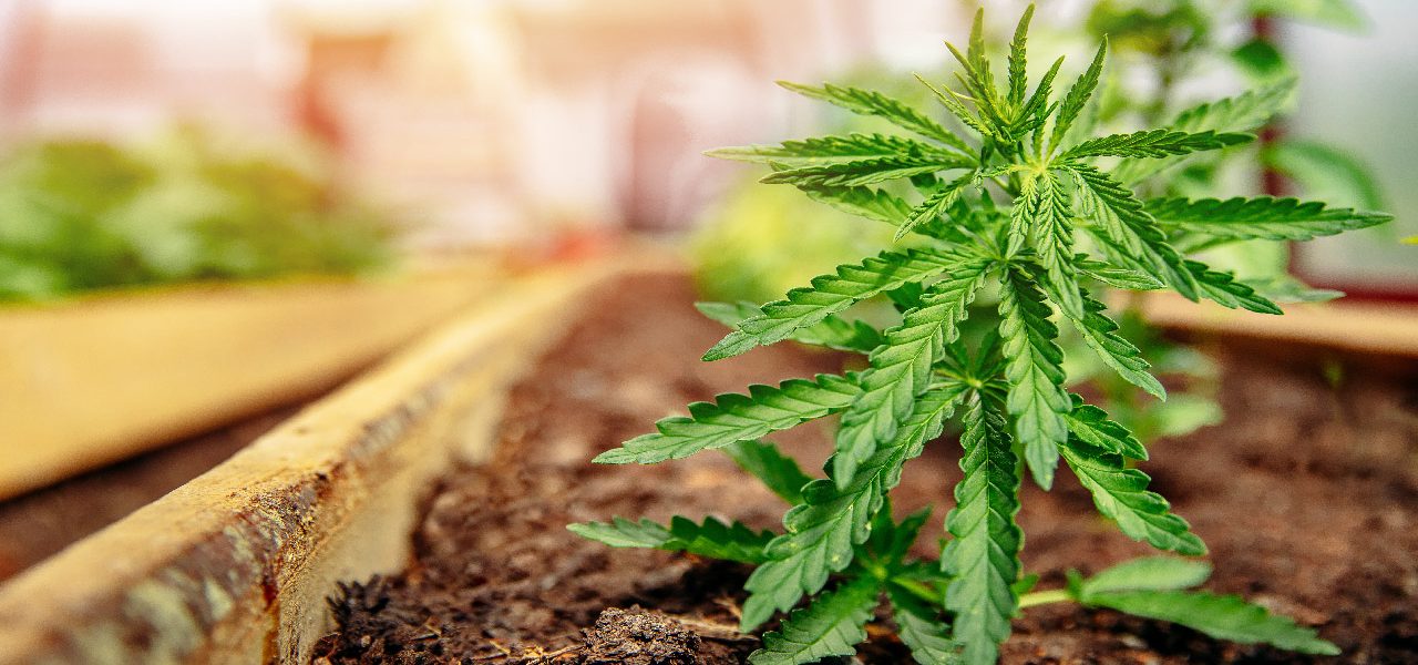 Copy of The Evolution of Weed Dispensaries in Vancouver