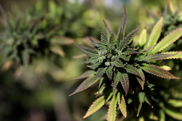 Copy of Best deals on weed: Affordable Shatter, Hash