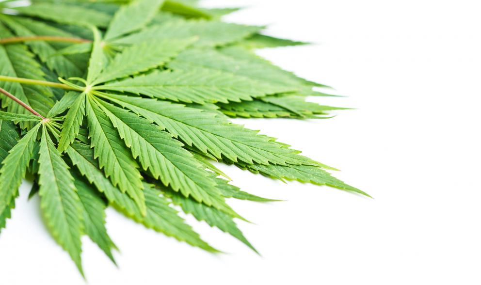 Copy of Edmonton Cannabis News: Updates on Weed, Dispensaries, and Cannabis Trends