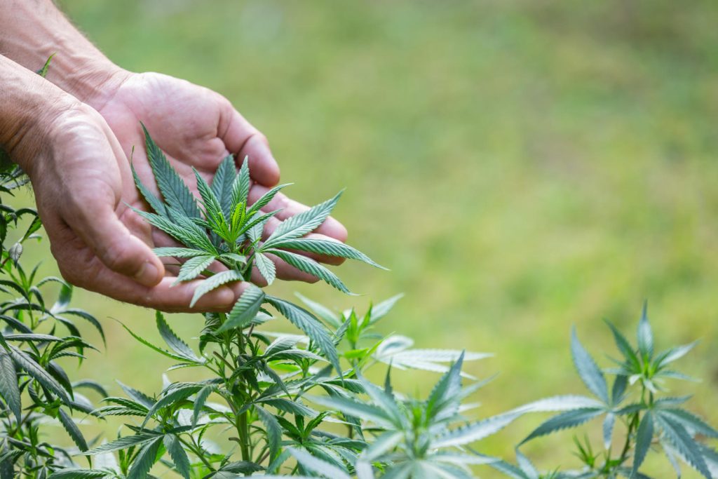 affordable cannabis products Canada