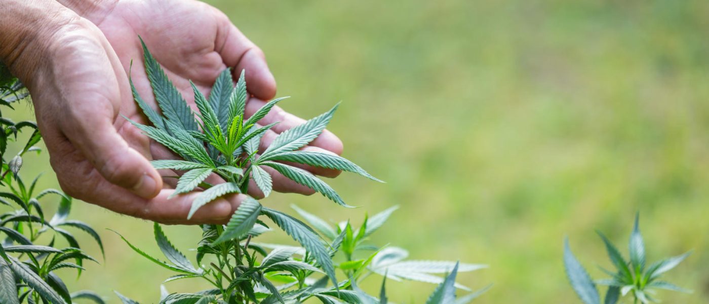 Cannabis in Canada: Deals on Shatter, Hash, and More